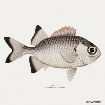 Lot de 6 dessous de verre - Myripristis